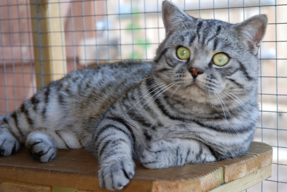 Шотландский котенок прямоухий полосатый
