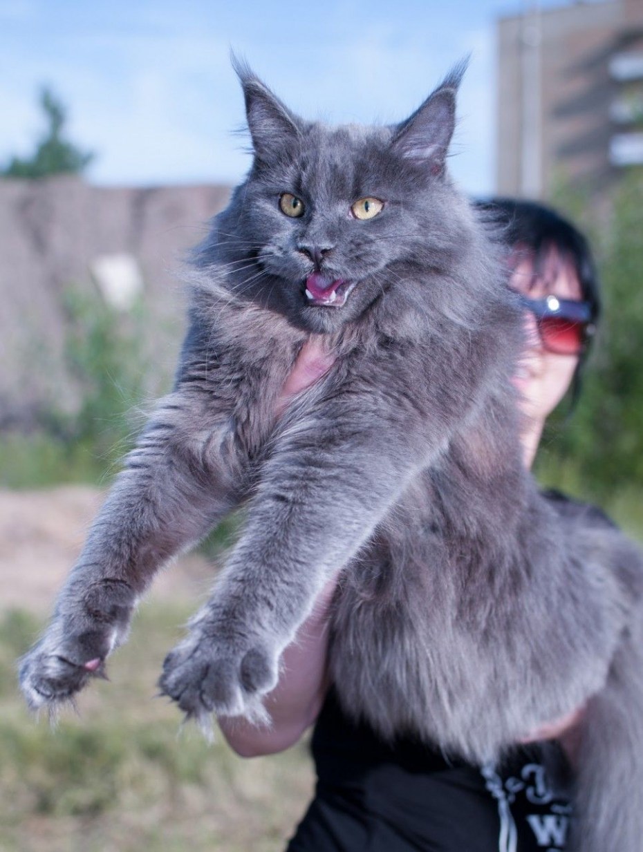 Котята Мейн куна в рост