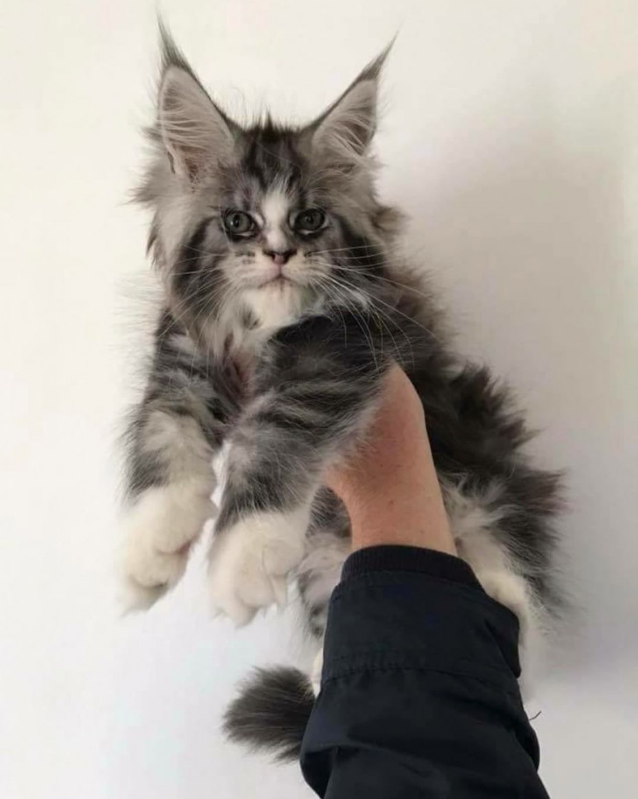 Гигантский кот Мейн кун
