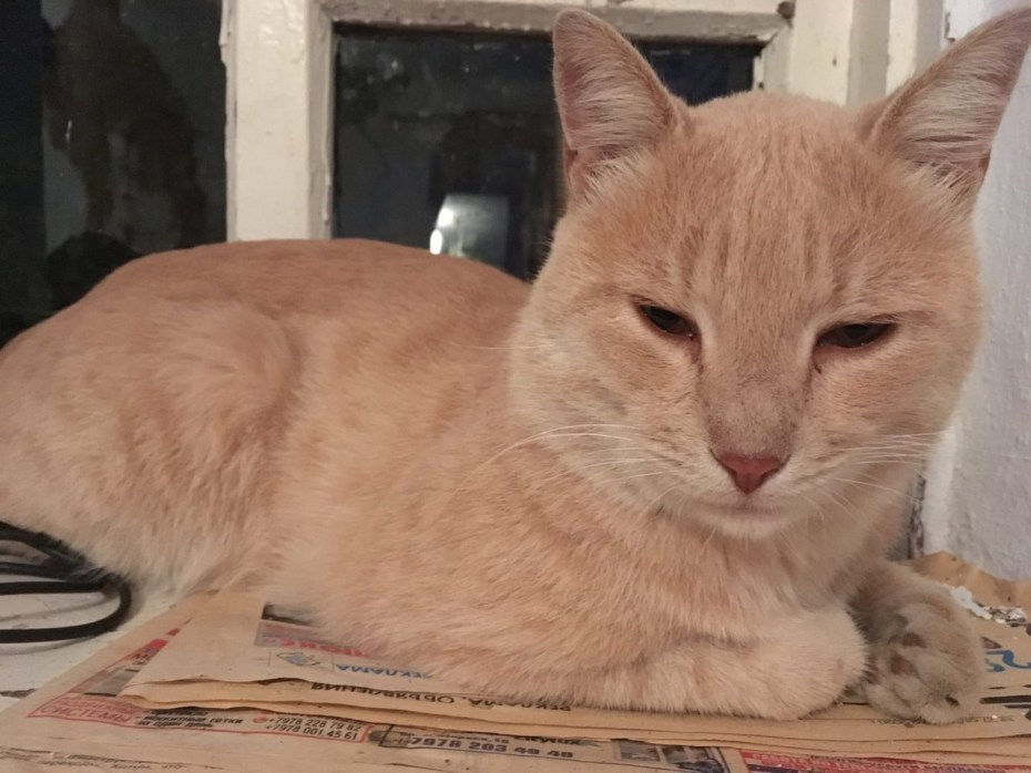Шотландский кот прямоухий бежевый