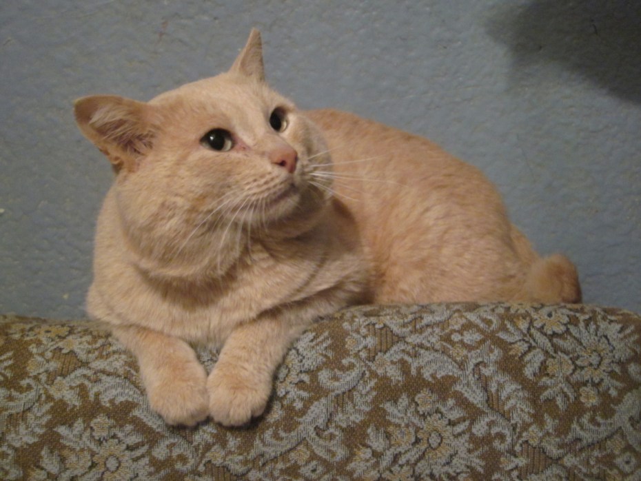 Персидский шиншилла кот персиковые