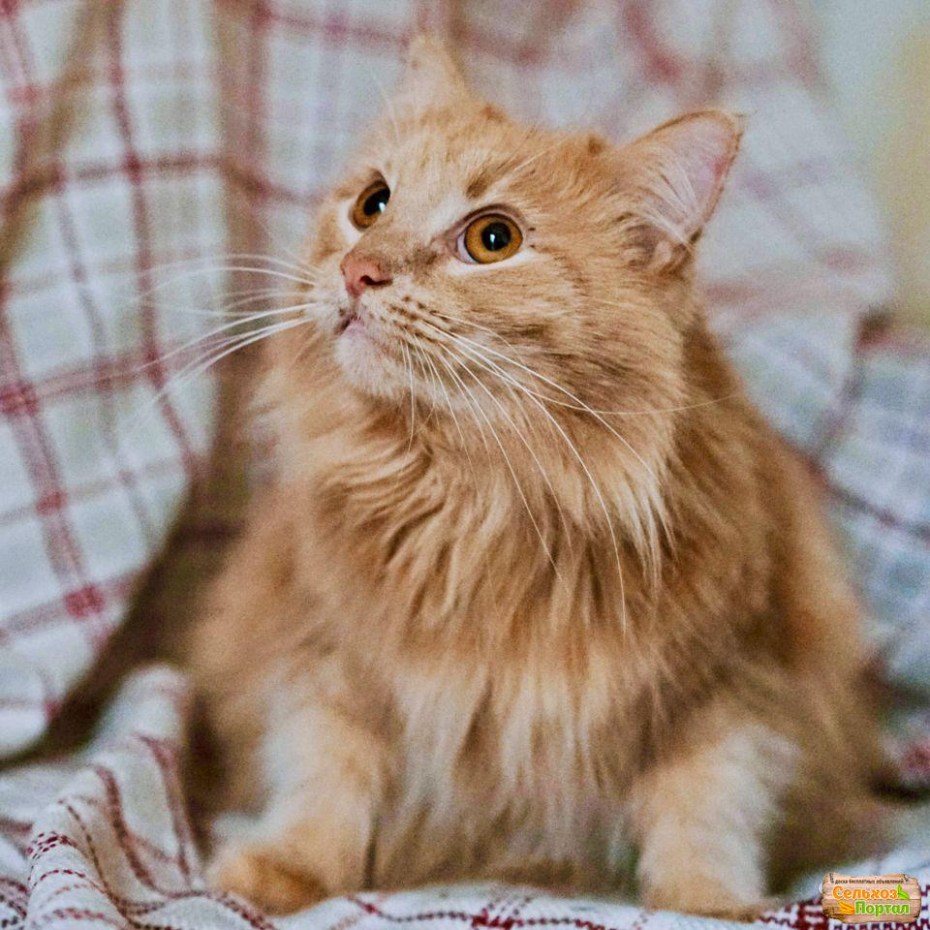 Короткошёрстная кошка палевая