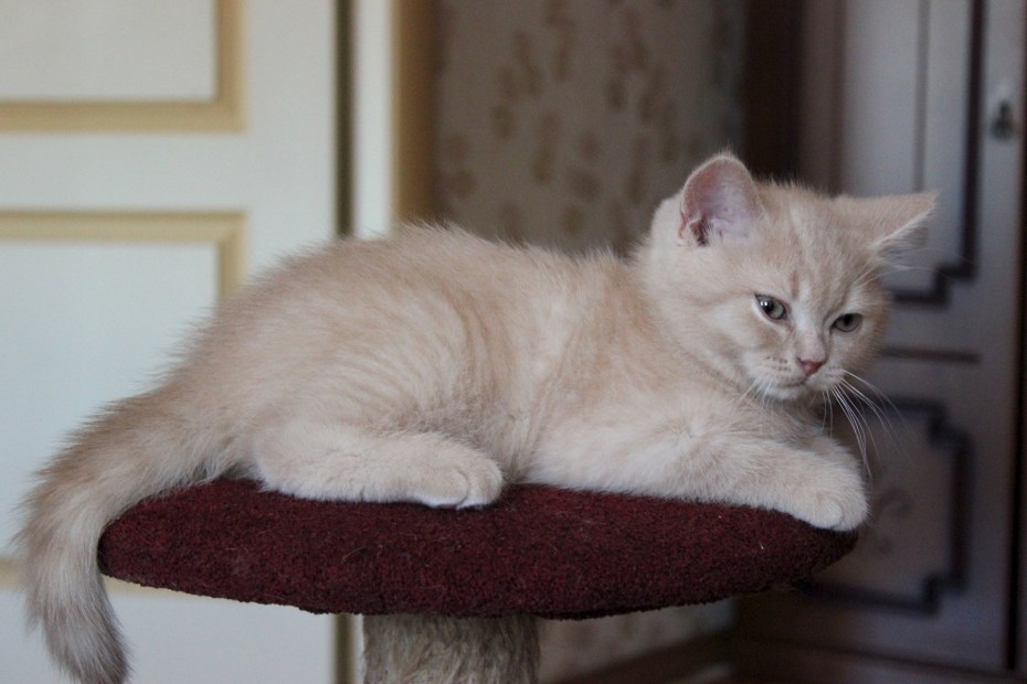 Кот британский гладкошерстный палевый