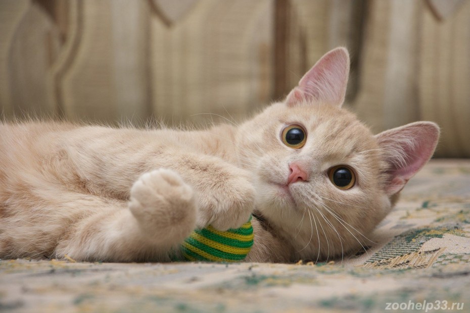 Кошки персикового окраса