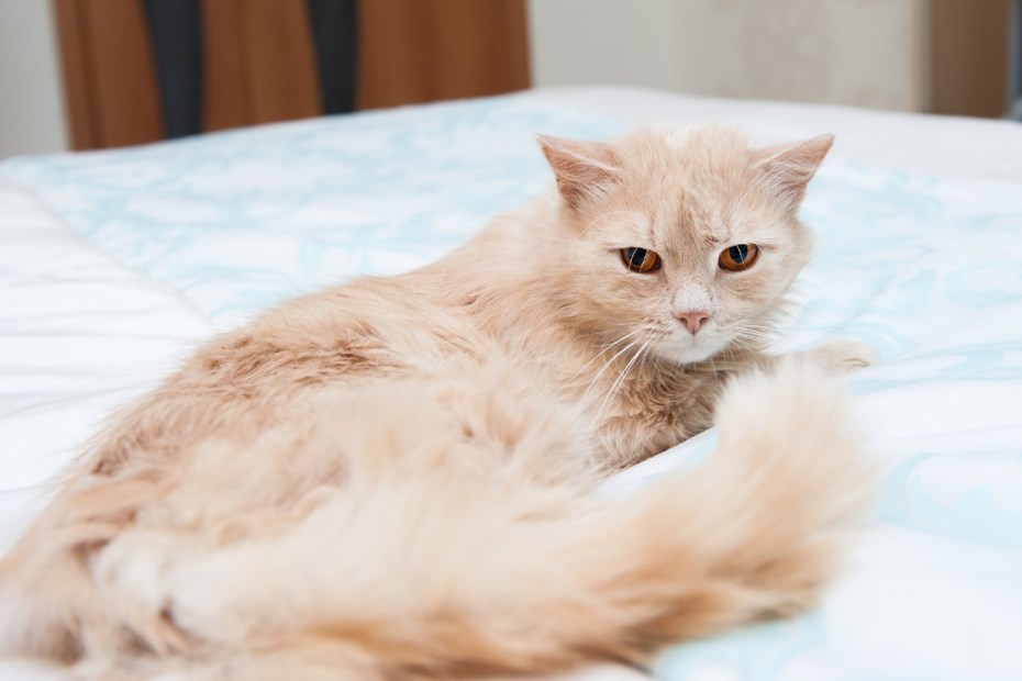 Норвежский Лесной кот персиковый