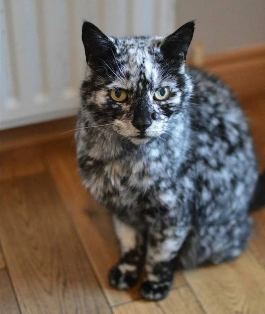 Кот Скрэппи мраморный