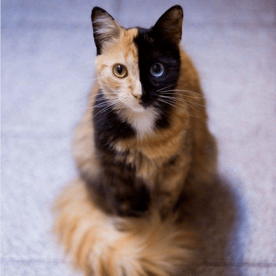 Двуликая кошка Венера