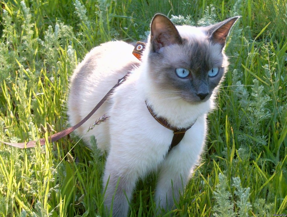 Тайская кошка редкий окрас