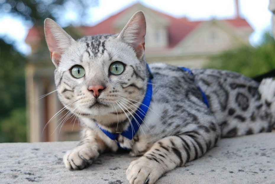 Бенгальская кошка