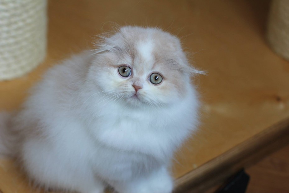 Скоттиш фолд длинношерстный хайленд-фолд