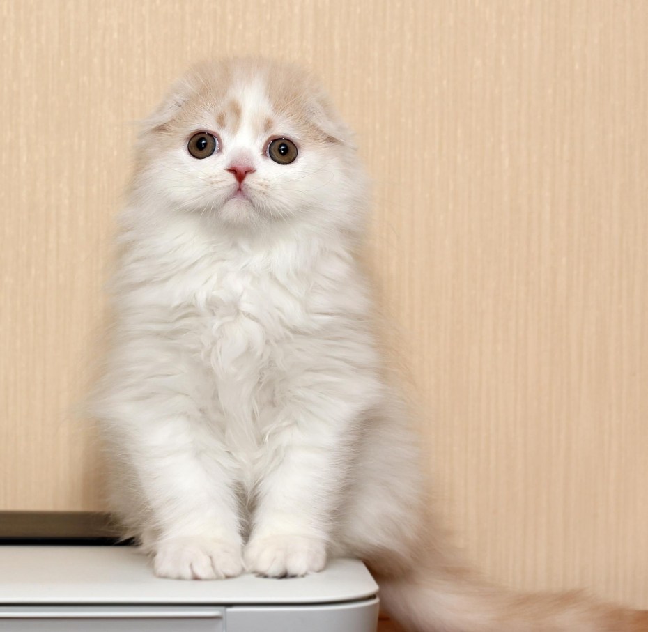 Котята хайленд фолд