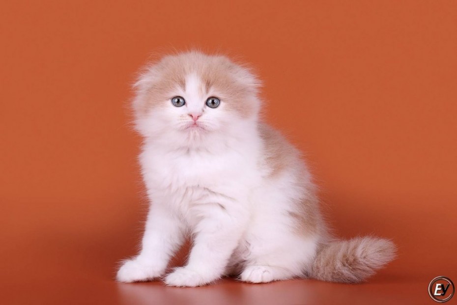 Кот хайленд фолд
