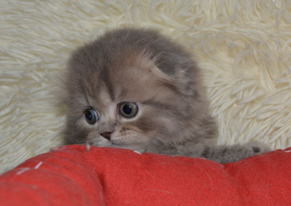 Скоттиш фолд хайленд котята