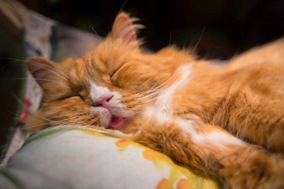 Спящие коты