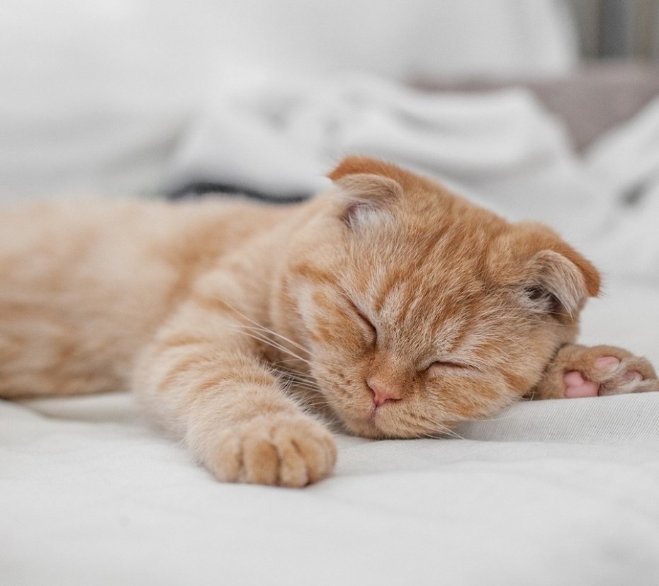Сладко спящий кот