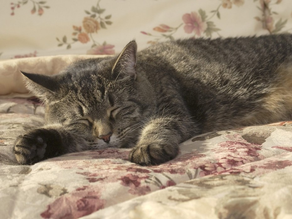 Кот спит