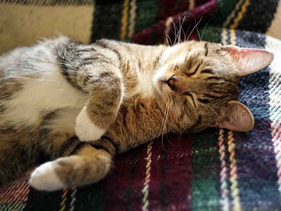 Спящие котики