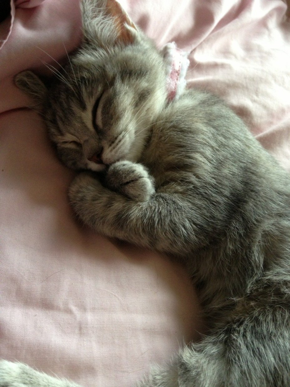 Спящий котик