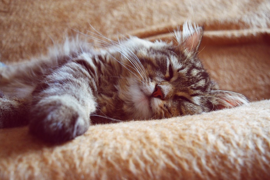 Спящий котенок