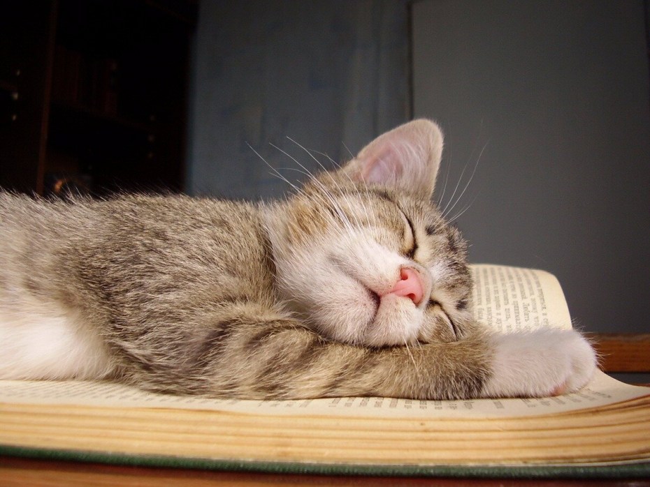 Котик уснул