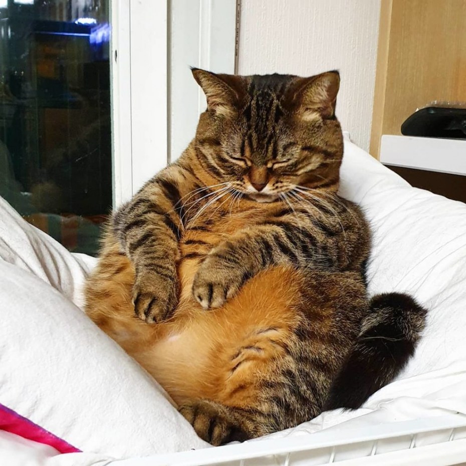 Спящие коты смешные