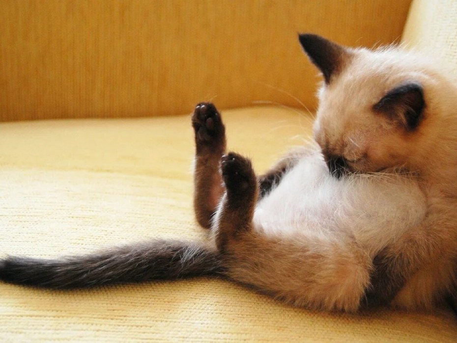 Смешные котята