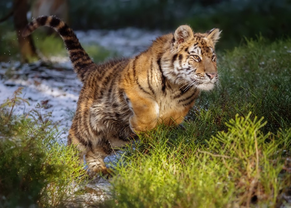 Амурский тигр и кошка