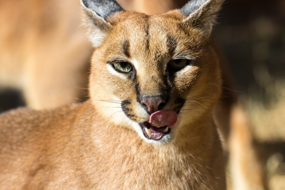 Дикие кошки: каракал (Felis Caracal)