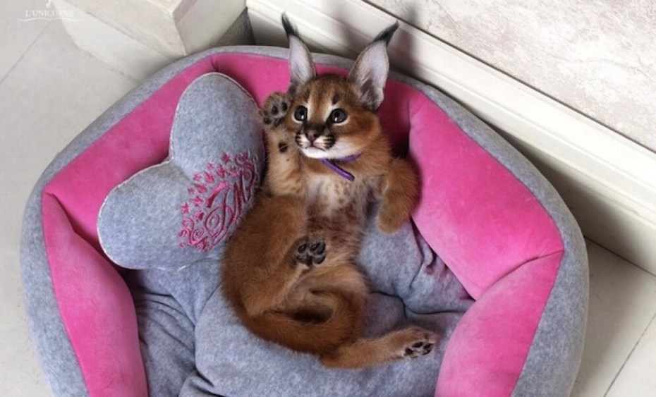 Кошка Рысь домашняя