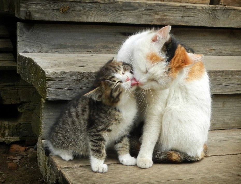Котята ласкаются