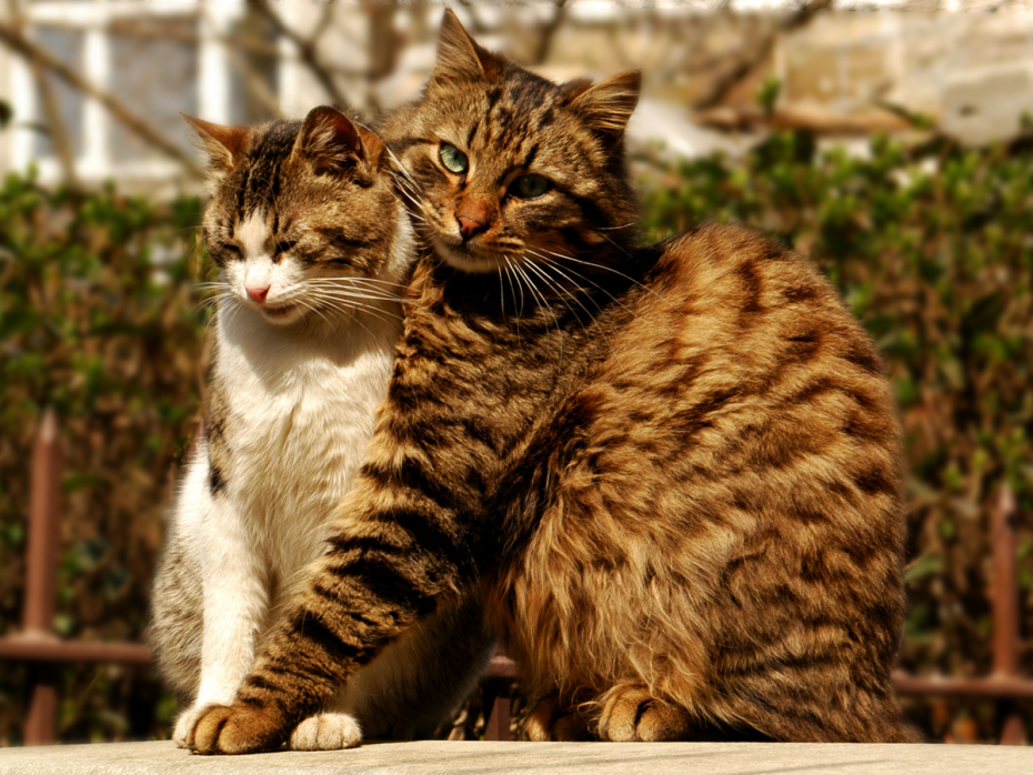 Кошачья любовь