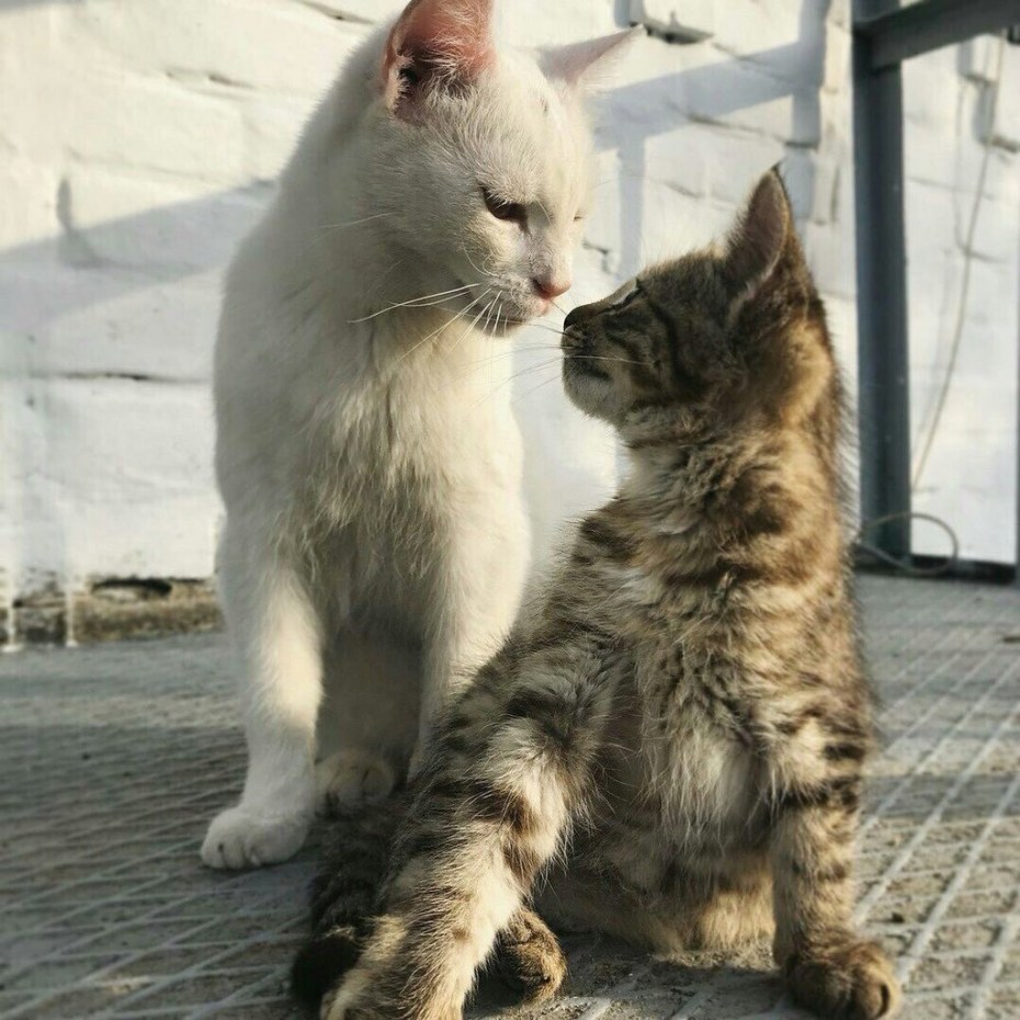 Котик Кусь