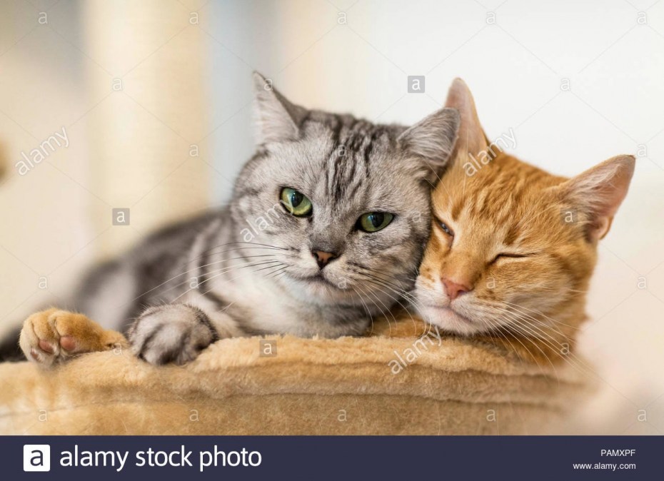 Любимый кот