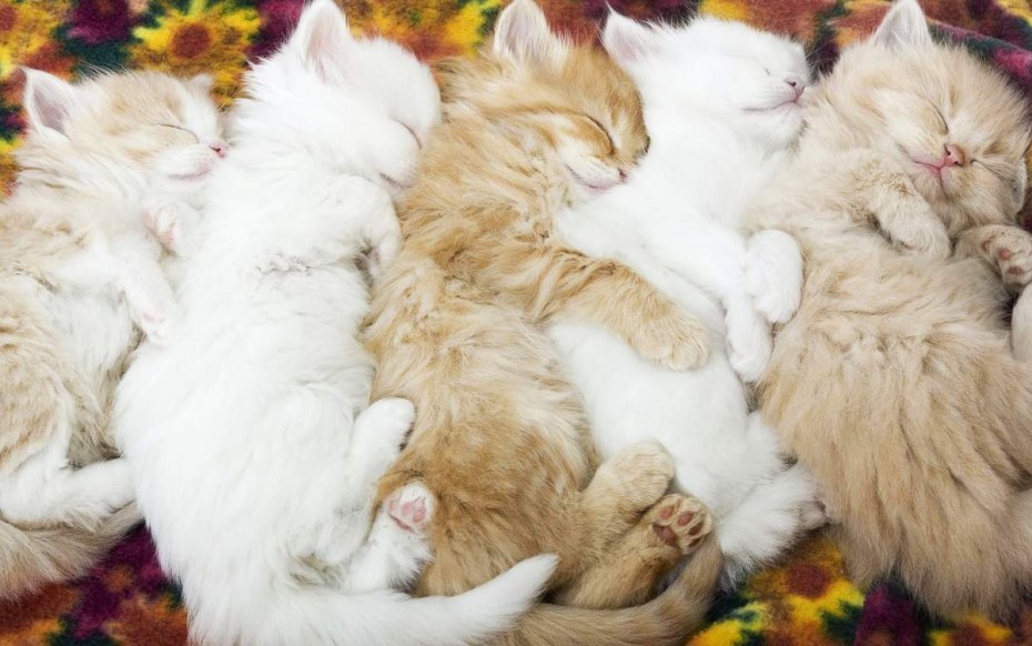 Котенок спит