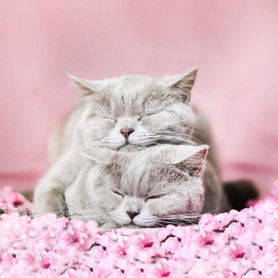 Нежный котик