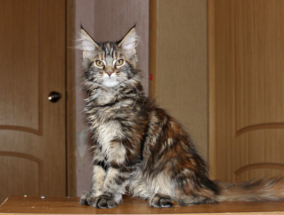 Котята Мейн кун черный мрамор на серебре