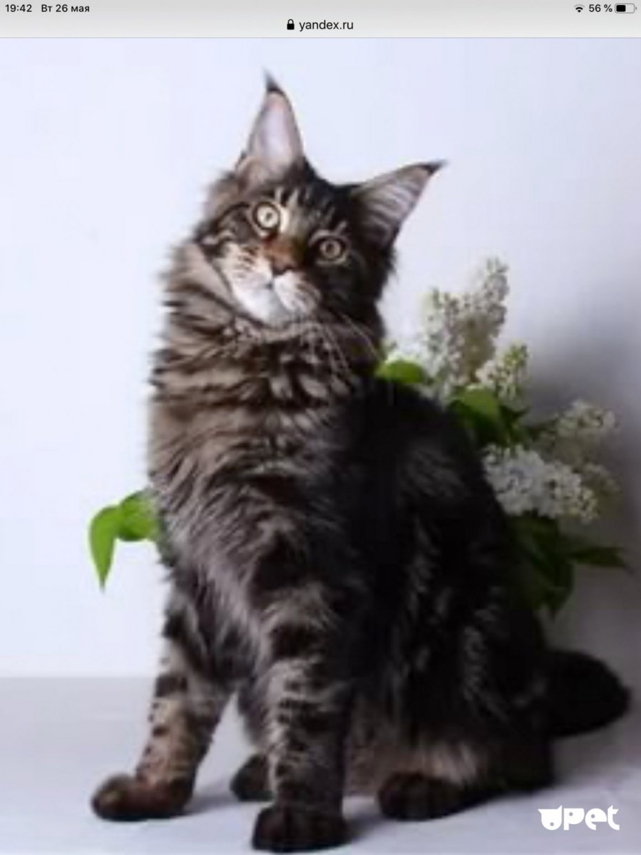 Котенок Мейн кун черный мраморный