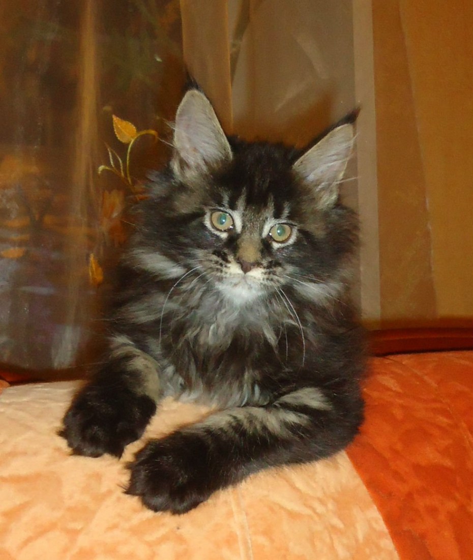 Котята Мейн кун