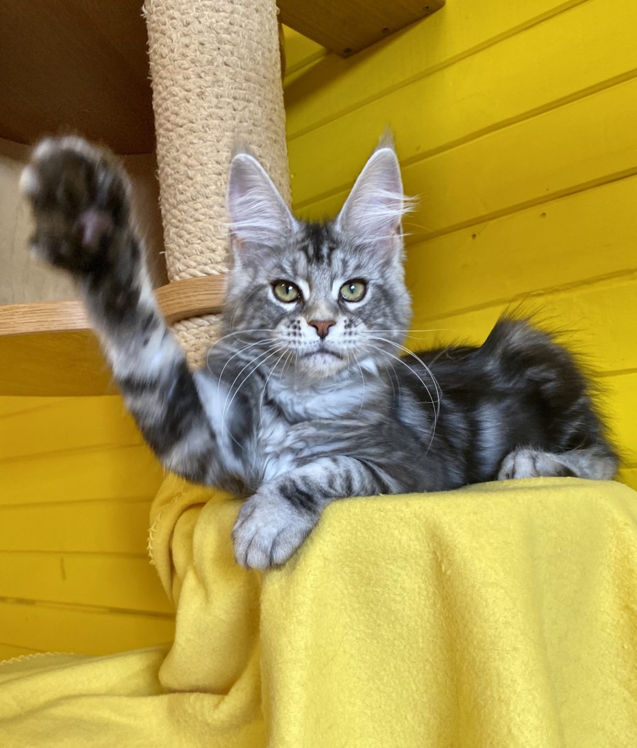 Мейн кун черный мрамор котенок