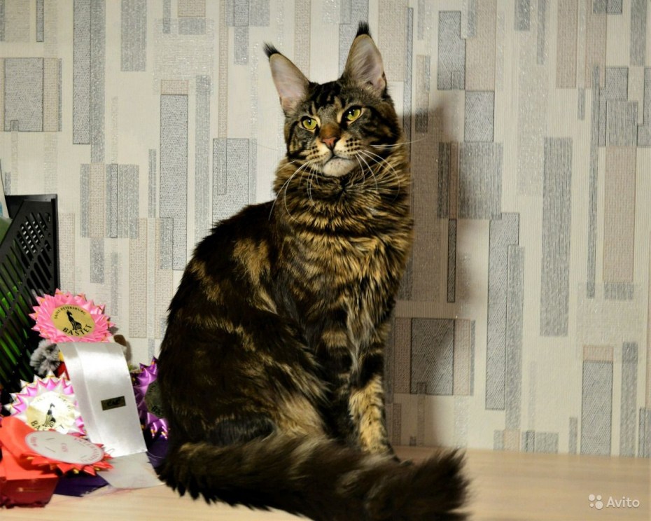 Нарисовать котенка Мейн кун