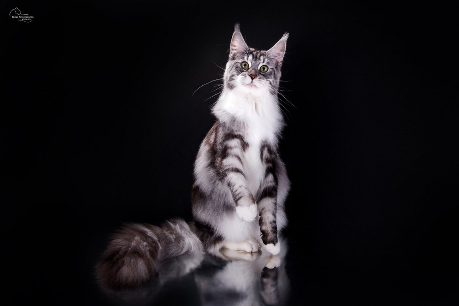 Коты Мейн кун купить Барнаул