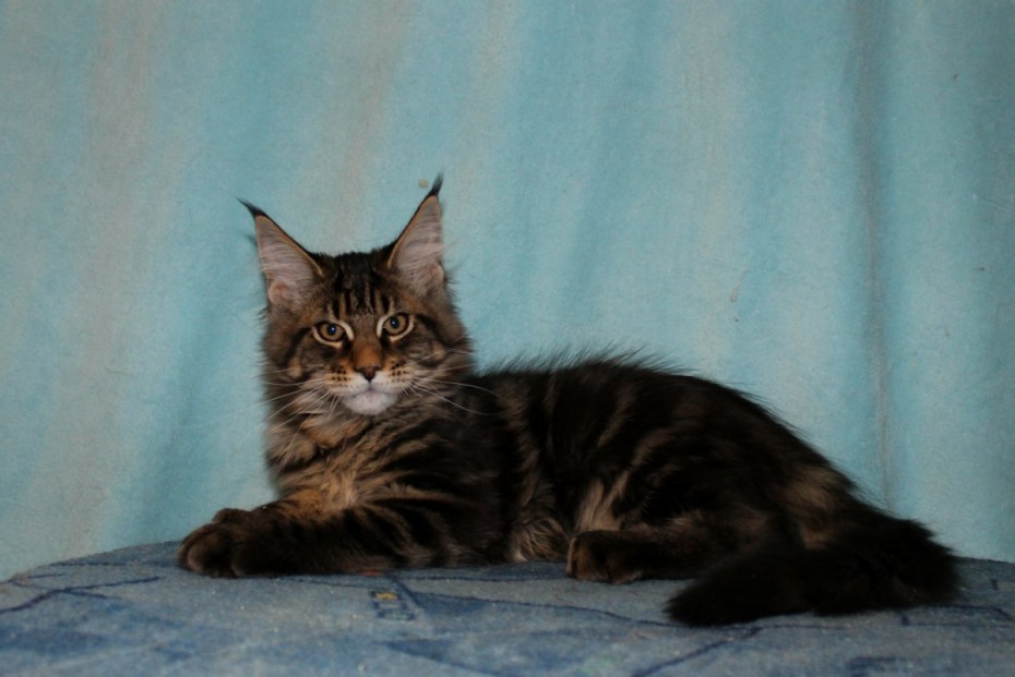 Коты Мейн куны