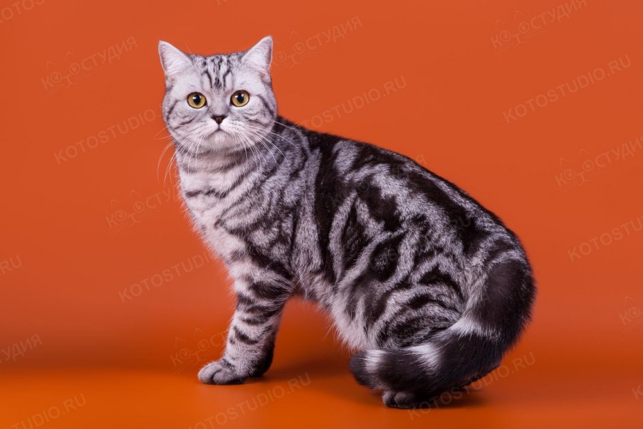Кот британец мраморный табби