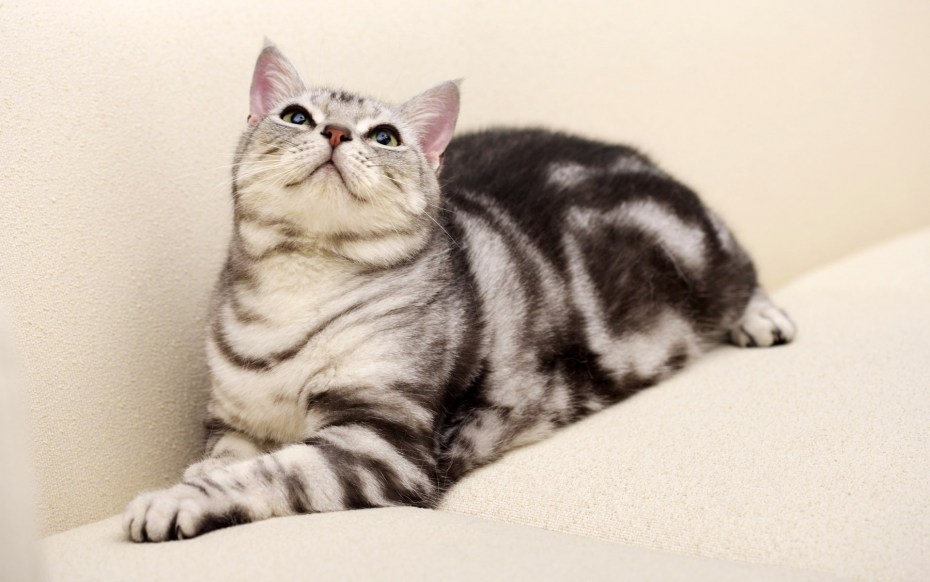 Кот окрас вискас