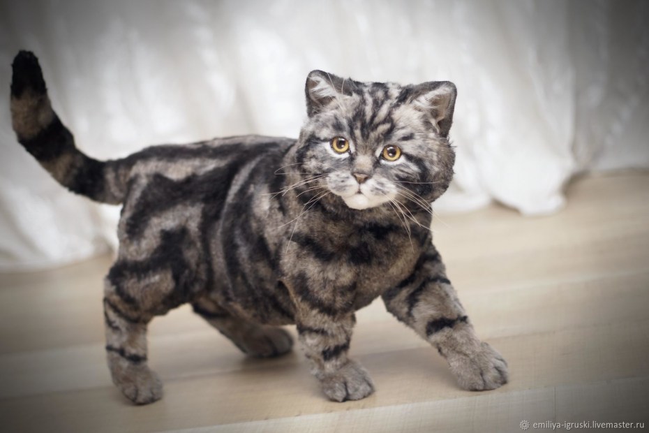 Британская мраморная кошка