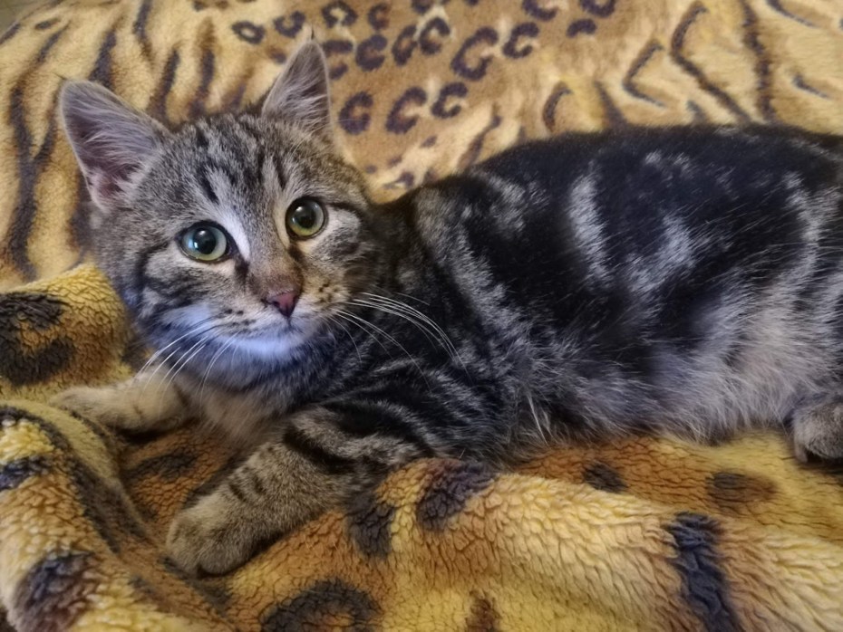 Коты с мраморной окраской