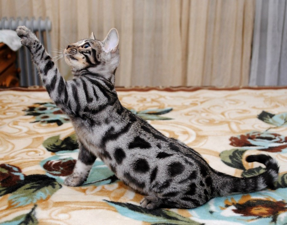 Мраморный бенгальский кот