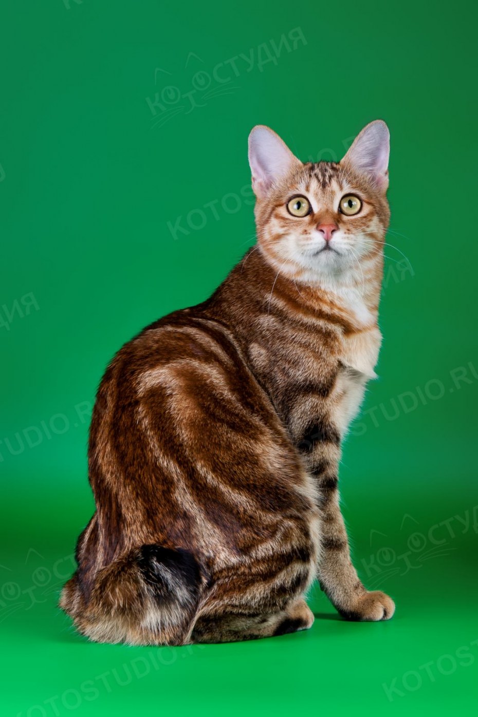 Курильский бобтейл