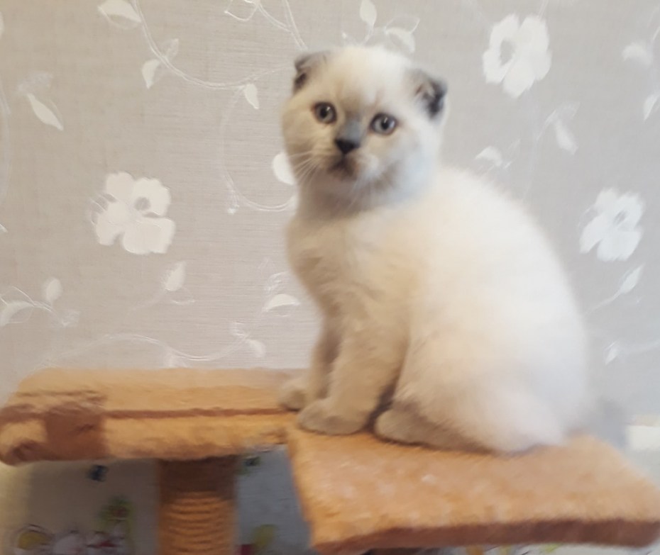Шотландский кот колор Пойнт