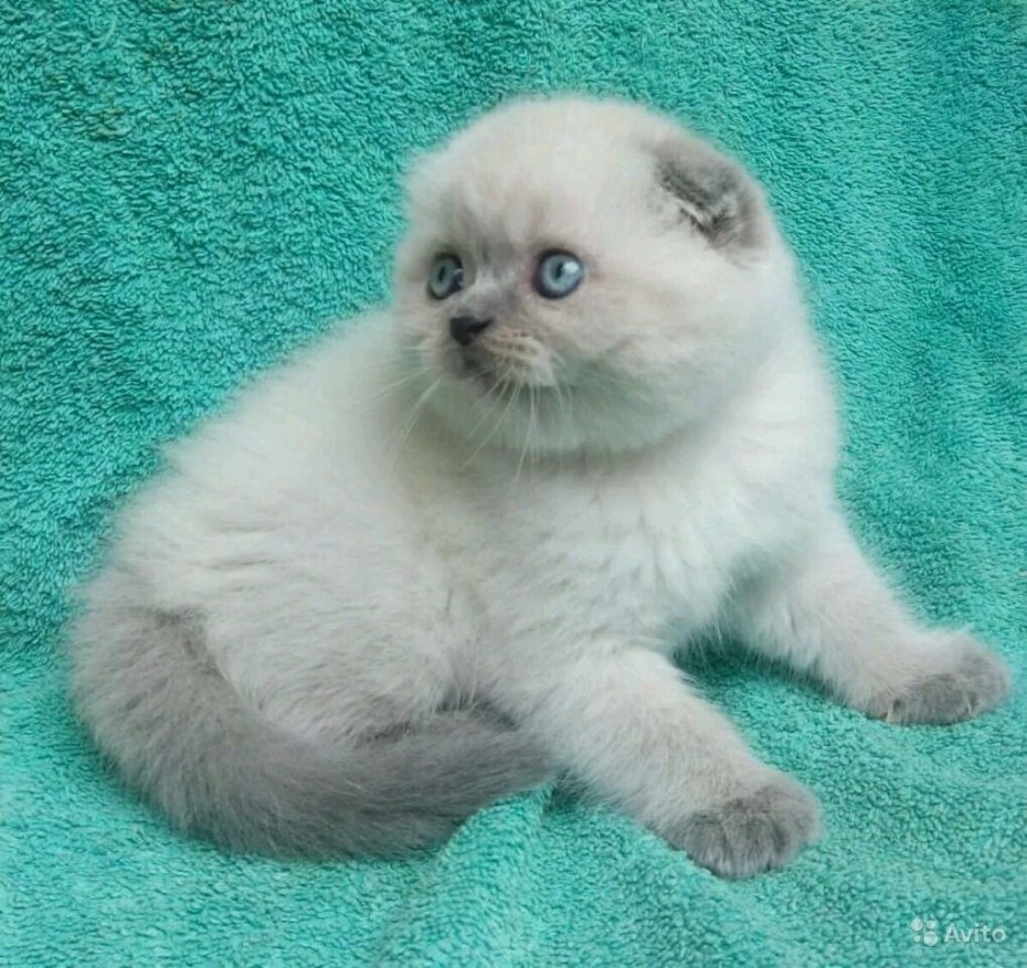 Шотландская вислоухая кошка Блю Пойнт